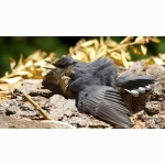 Kleiber DSC09230.jpg